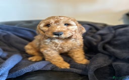 Cockapoo dogs for sale: 5 Gorgeous F2 Cockapoo Puppies Remaining!! 🐶 - Image 16
