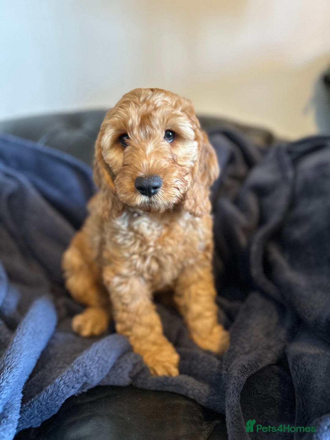 Cockapoo dogs for sale: 5 Gorgeous F2 Cockapoo Puppies Remaining!! 🐶 - Image 16