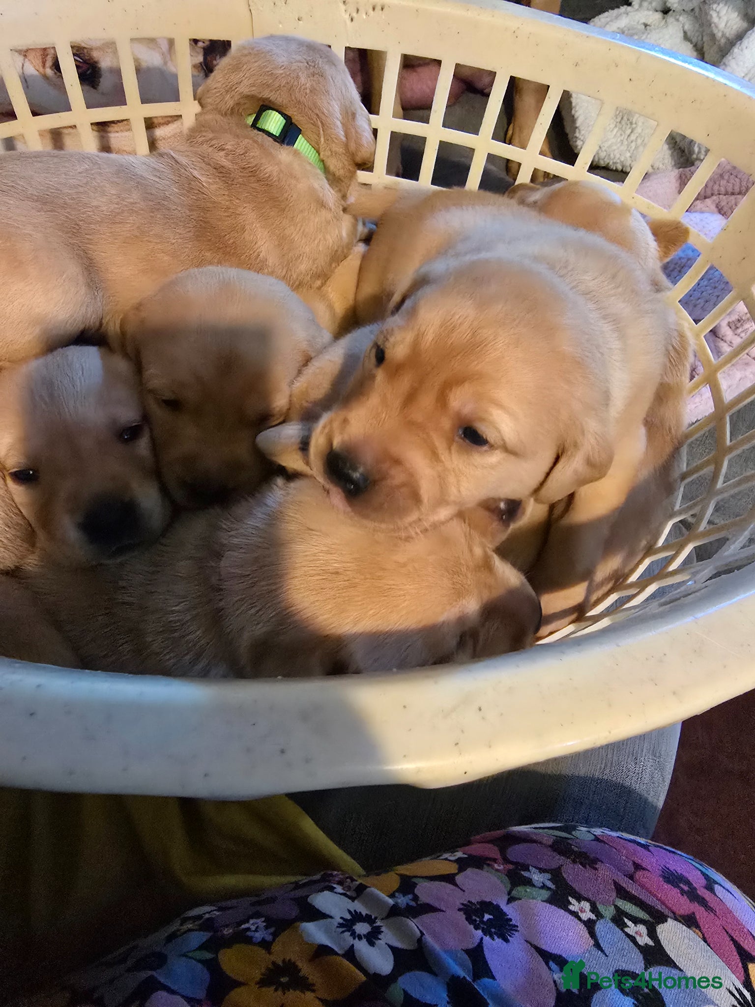 Labrador Retriever dogs Labrador Retriever puppies - Advert 15