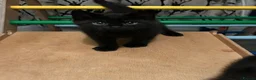 Mixed Breed cats for sale: Three Black British Shorthair Cross Kittens - Advert 19