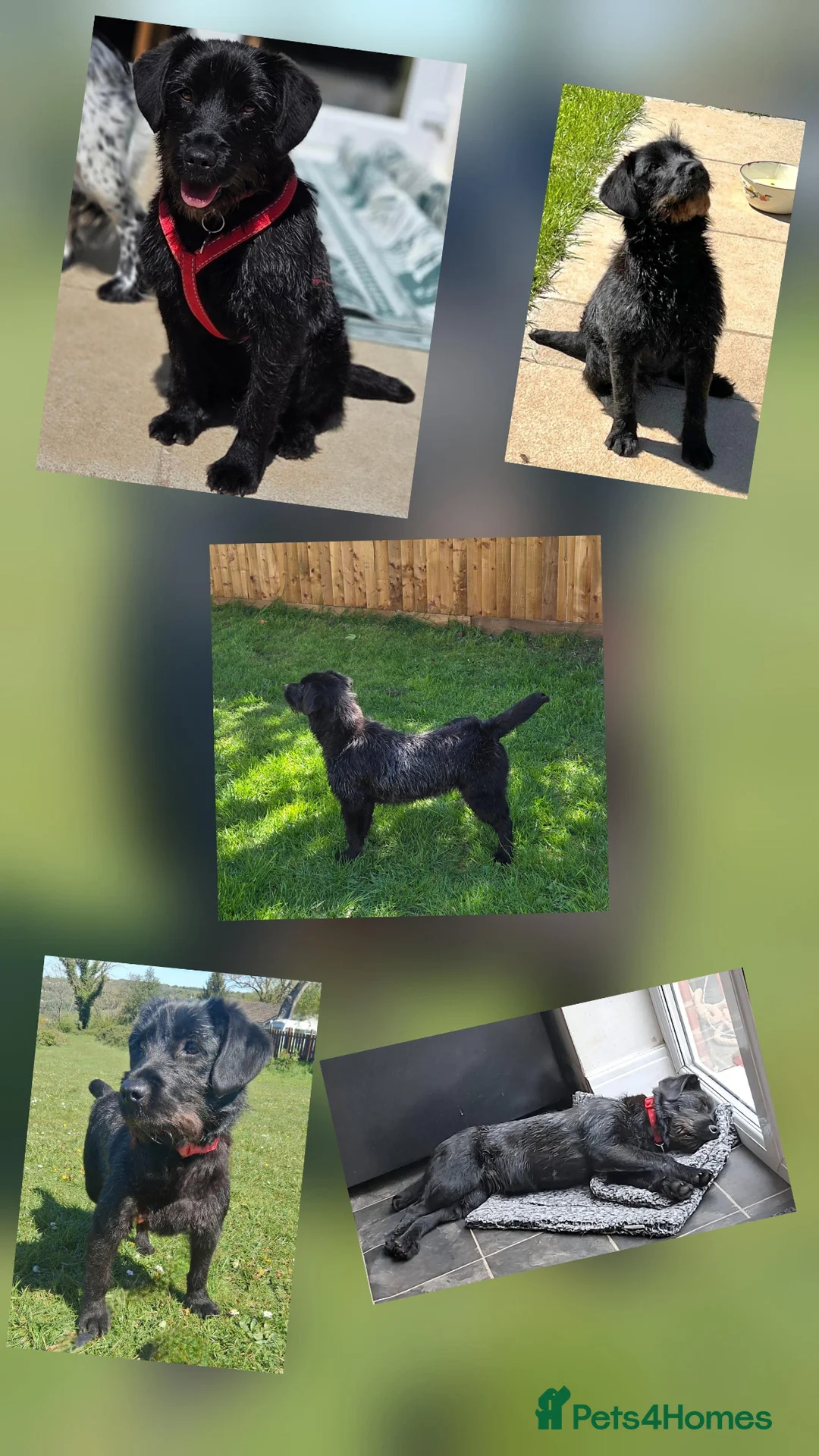 Mixed Breed dogs for adoption: Hattie - looking for her forever sofa  in Stroud - Advert 2