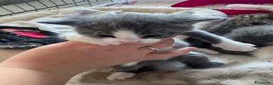 Make kitten 