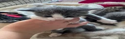 Mixed Breed cats for sale: Kitten - Advert 2