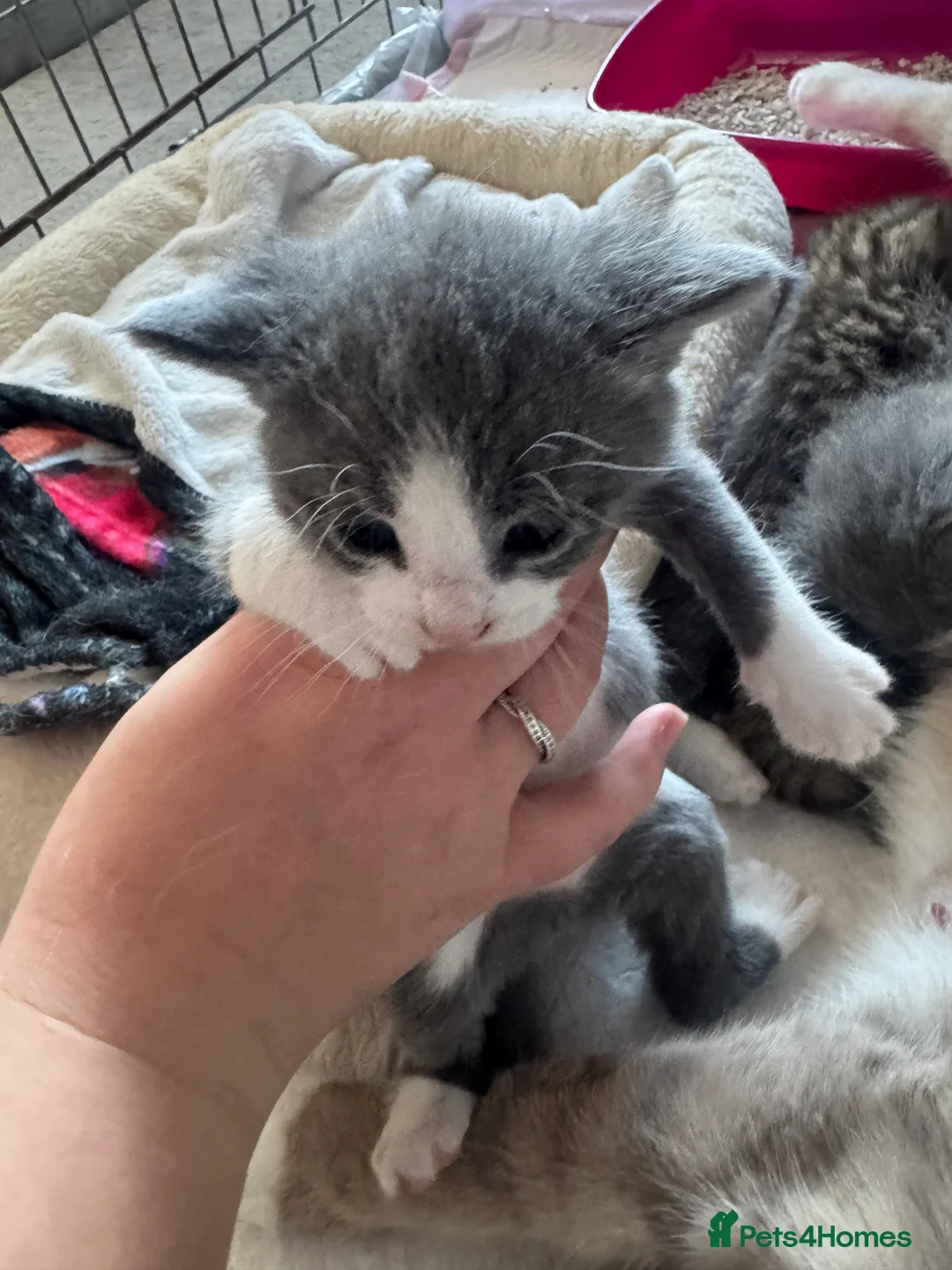 Mixed Breed cats for sale: Kitten - Advert 2
