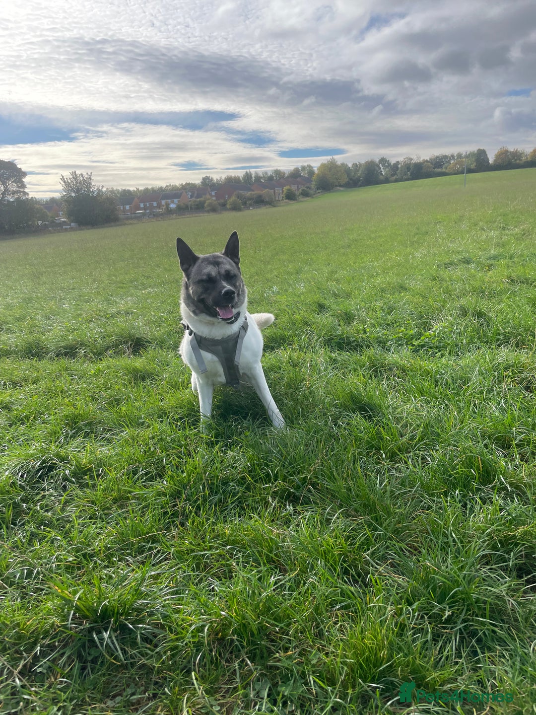 Akita dogs for sale: Female Akita  - Advert 4