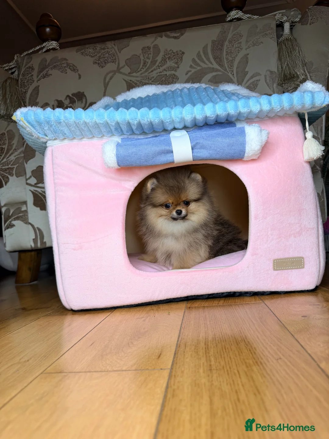 Pomeranian dogs for sale: Orange teddy bear type Pomeranian boy and girl - Advert 27