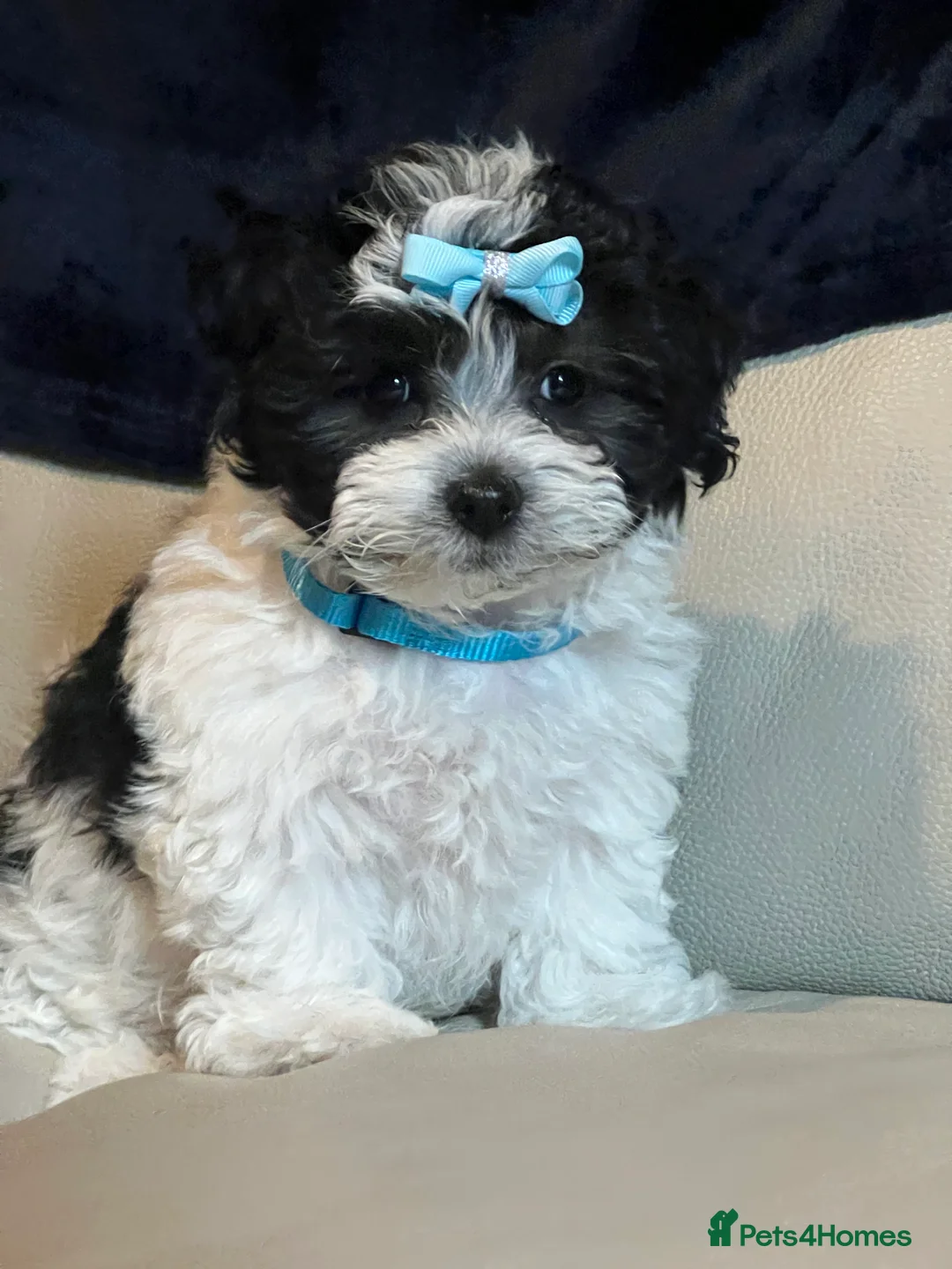 Malshi dogs for sale: Malshi puppy one boy left !! - Advert 3