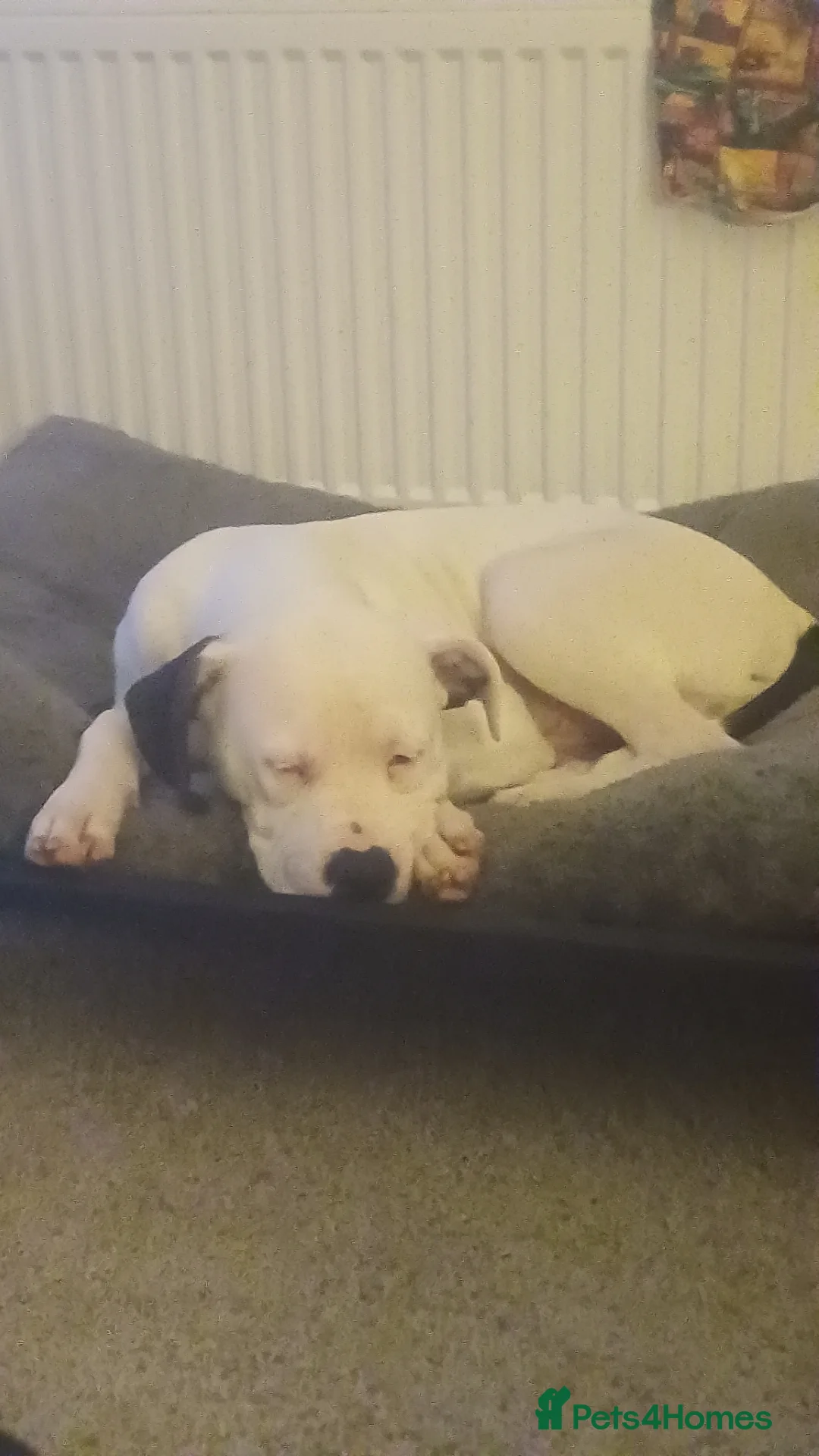 Mixed Breed dogs for sale: Zero - American Bully x Staffy - Advert 5