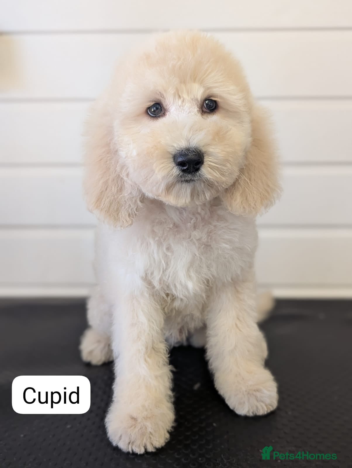 Goldendoodle dogs Unique goldendoodle puppies  - Advert 3