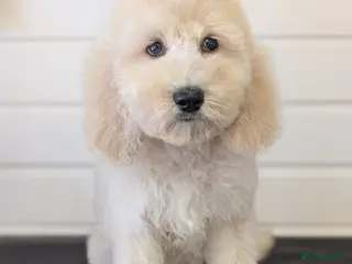 Goldendoodle dogs Unique goldendoodle puppies - Advert 3