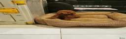 Toy Poodle dogs for sale: RED TOY POODLE PUPPY KC REG AND DNA CLEAR - Advert 10