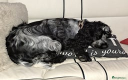 Cocker Spaniel dogs for sale: Gorgeous show cocker spaniel puppies - Image 4