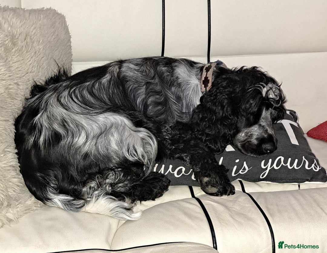 Cocker Spaniel dogs for sale: Gorgeous show cocker spaniel puppies - Image 4