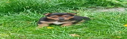 Jack Russell dogs for sale: 4 beautiful Jack Russel puppies £700 - Advert 5
