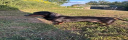 Miniature Dachshund dogs for stud: RIO — Proven Miniature Smooth Haired Dach Stud - Advert 7