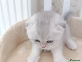 British Shorthair cats British Shorthair kittens - Advert 6