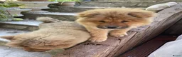 Chow Chow dogs for sale: 7 chow chow puppies  - Advert 15