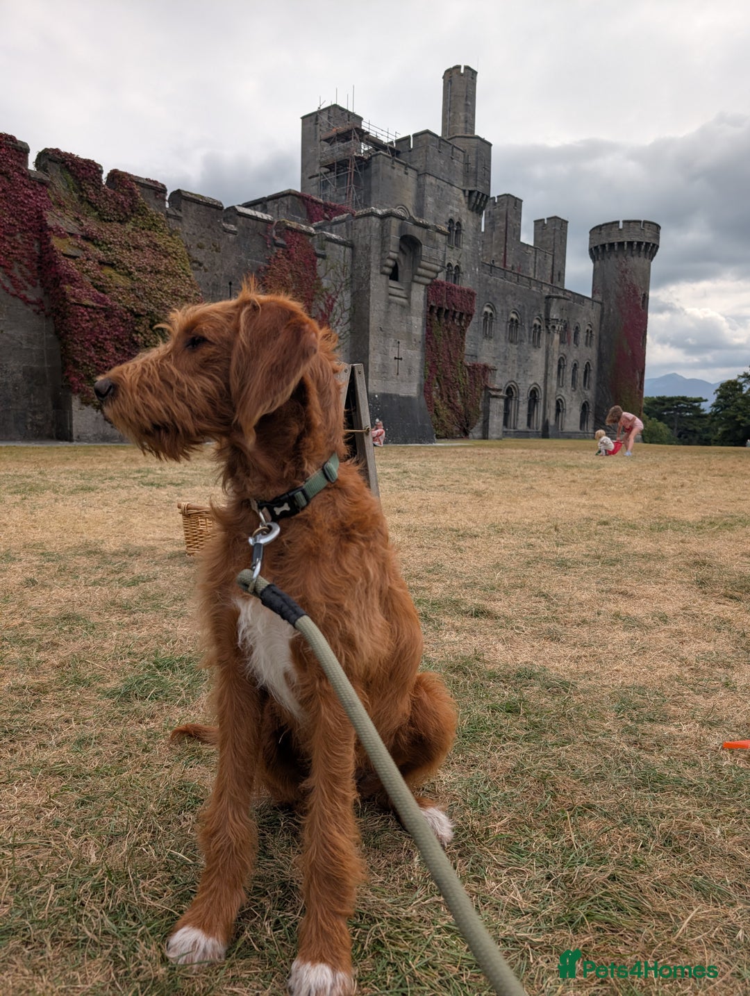 Mixed Breed dogs for sale: Goldendoodle x Fox Red Labrador  - Image 1