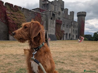 Mixed Breed dogs - Advert 16