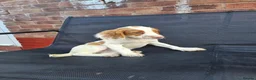 Cocker Spaniel dogs for sale: 6 beautiful working cocker spaniel puppys - Advert 8