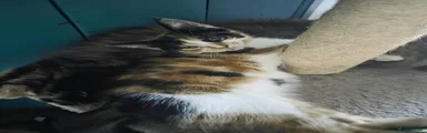 Maine Coon 2