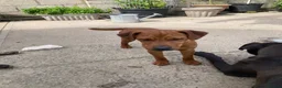 Patterdale Terrier dogs for sale: 3 Patterdale dogs… one 8 mths…. Two 6 months  - Advert 4