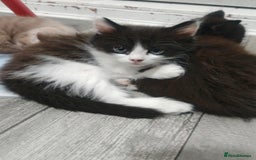 Mixed Breed cats for sale: 🐾 Gorgeous Kitten–Black&White Fluffy Baby - Image 2