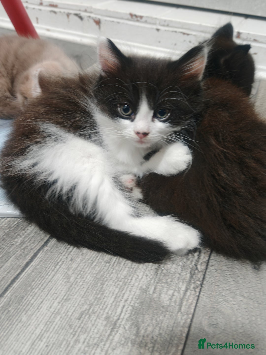 Mixed Breed cats for sale: 🐾 Gorgeous Kitten–Black&White Fluffy Baby - Image 2