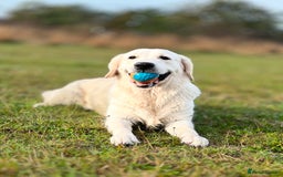 Golden Retriever dogs for sale: Adorable Golden Retriever Puppies  - Image 8