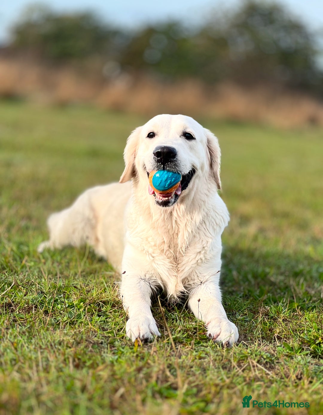Golden Retriever dogs for sale: Adorable Golden Retriever Puppies  - Image 8
