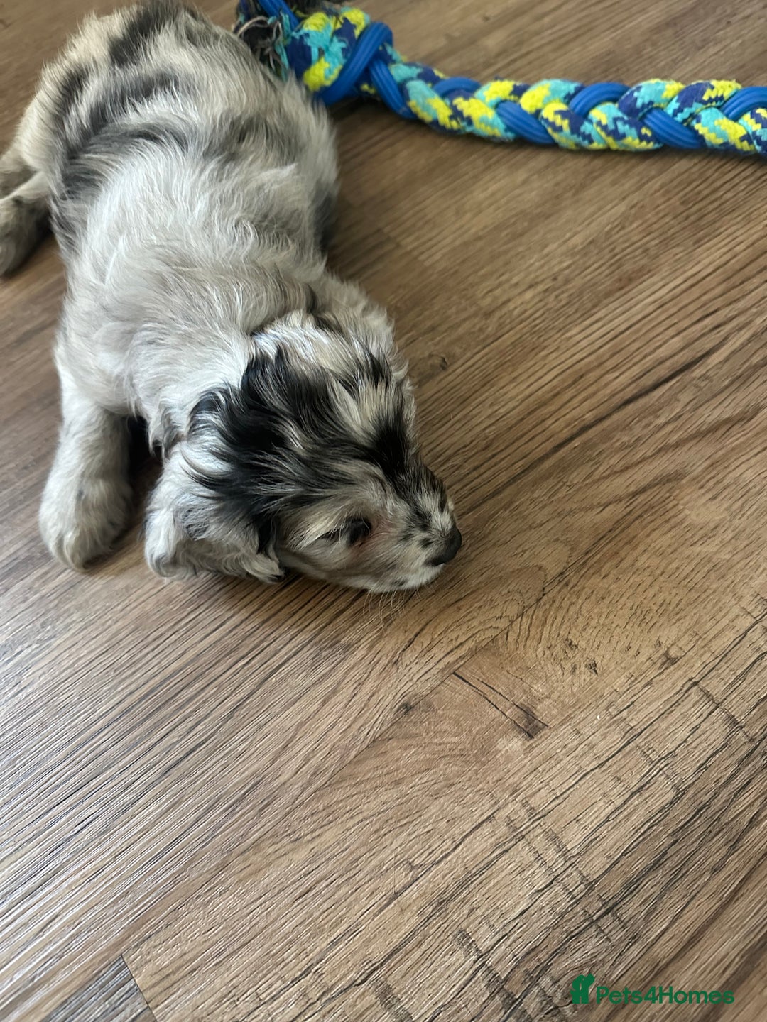 Cockapoo dogs for sale: Beautiful cockapoo puppies delivery possible - Image 39