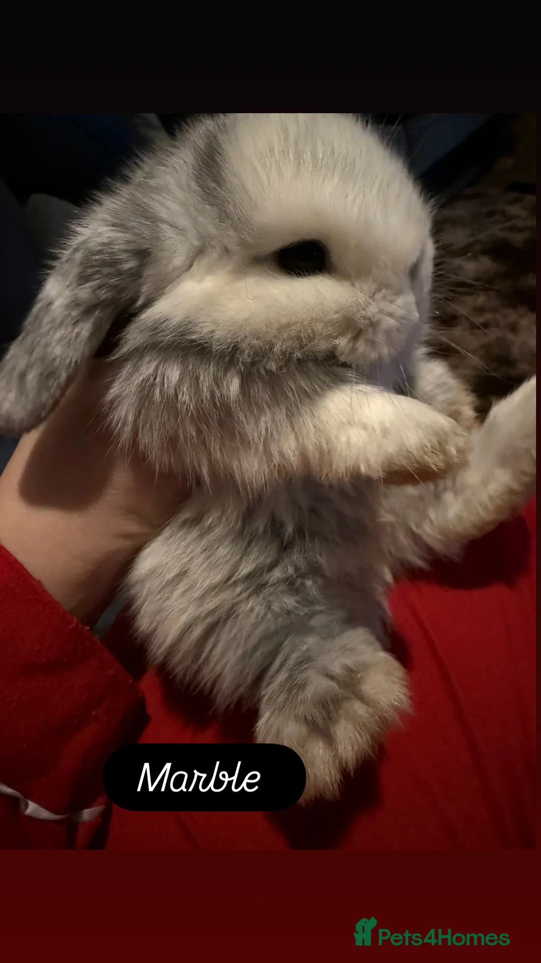 Mini Lop rabbits for sale: Gorgeous Mini Lops  - Advert 6