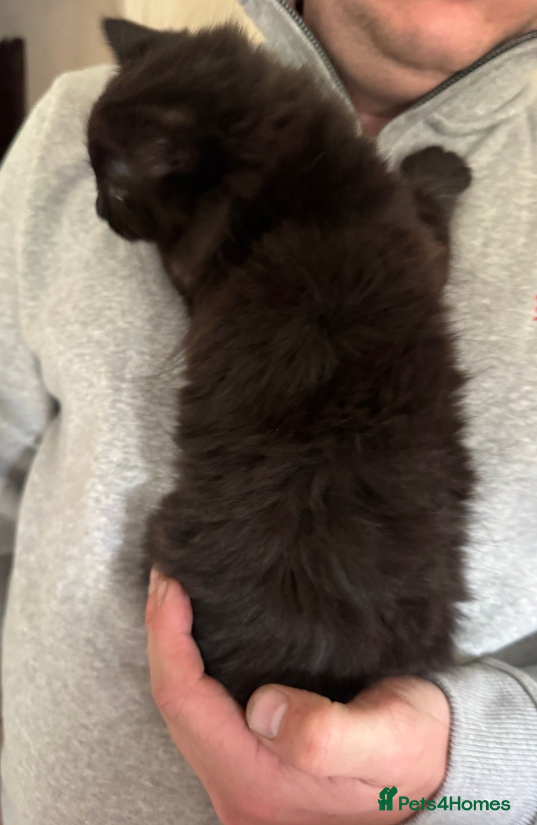 Mixed Breed cats for sale: 🐾 Four gorgeous fluffy black kittens 🐾 - Advert 3