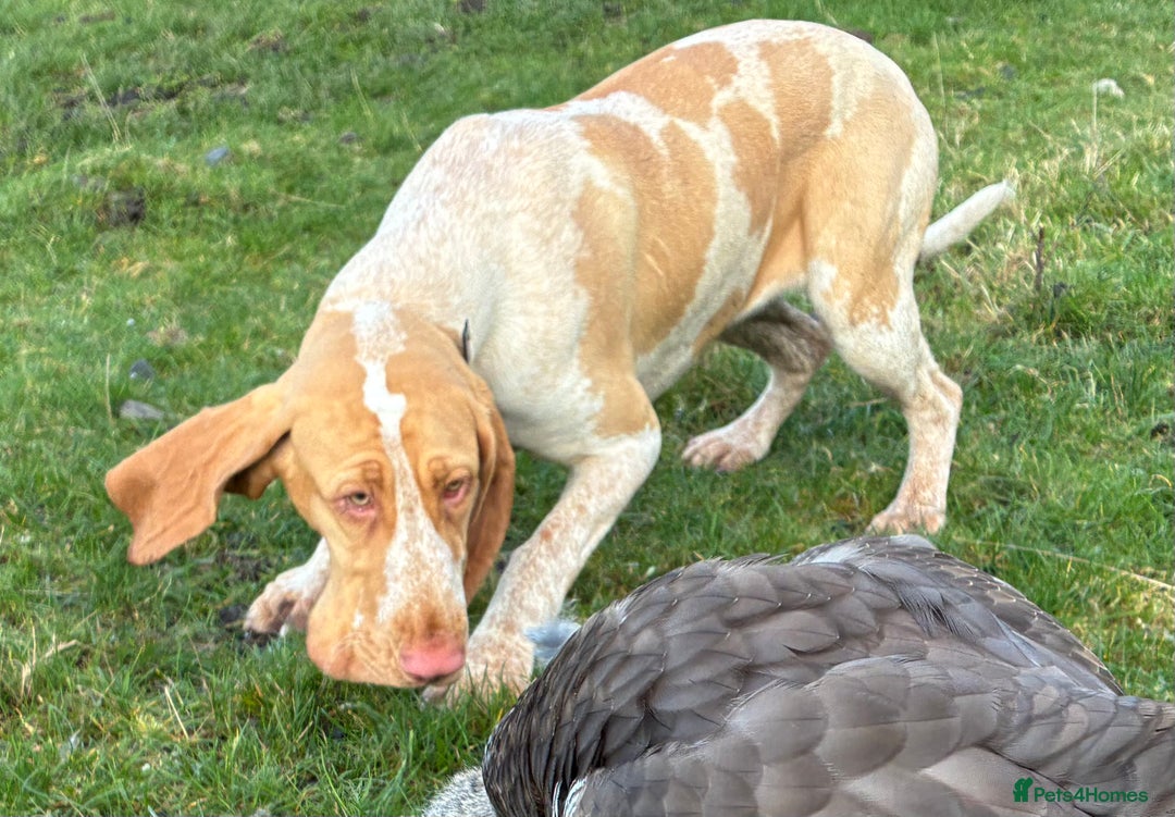 Bracco Italiano dogs for sale: Lovely female Bracco  - Advert 2