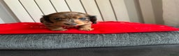 Miniature Dachshund dogs for sale: Miniature Dachounds  - Advert 9