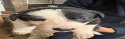 Border Collie dogs for sale: Farm Bred Border Collie puppies  - Advert 8