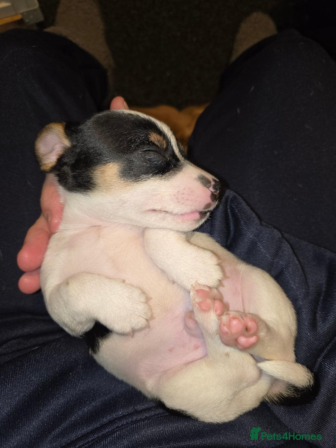 Jack Russell dogs for sale: Jack Russell puppies  - Advert 34