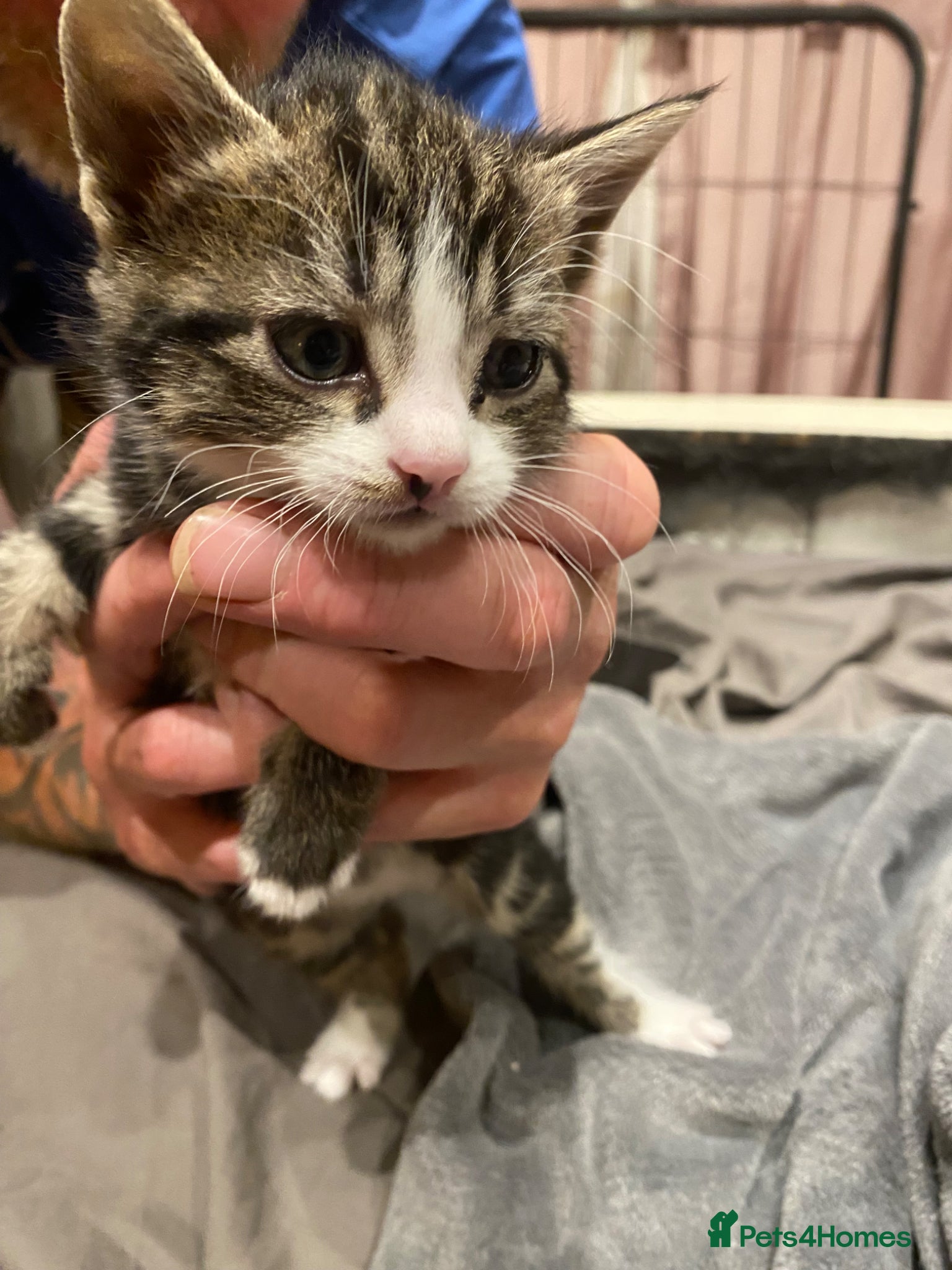 Mixed Breed male Kitten 2