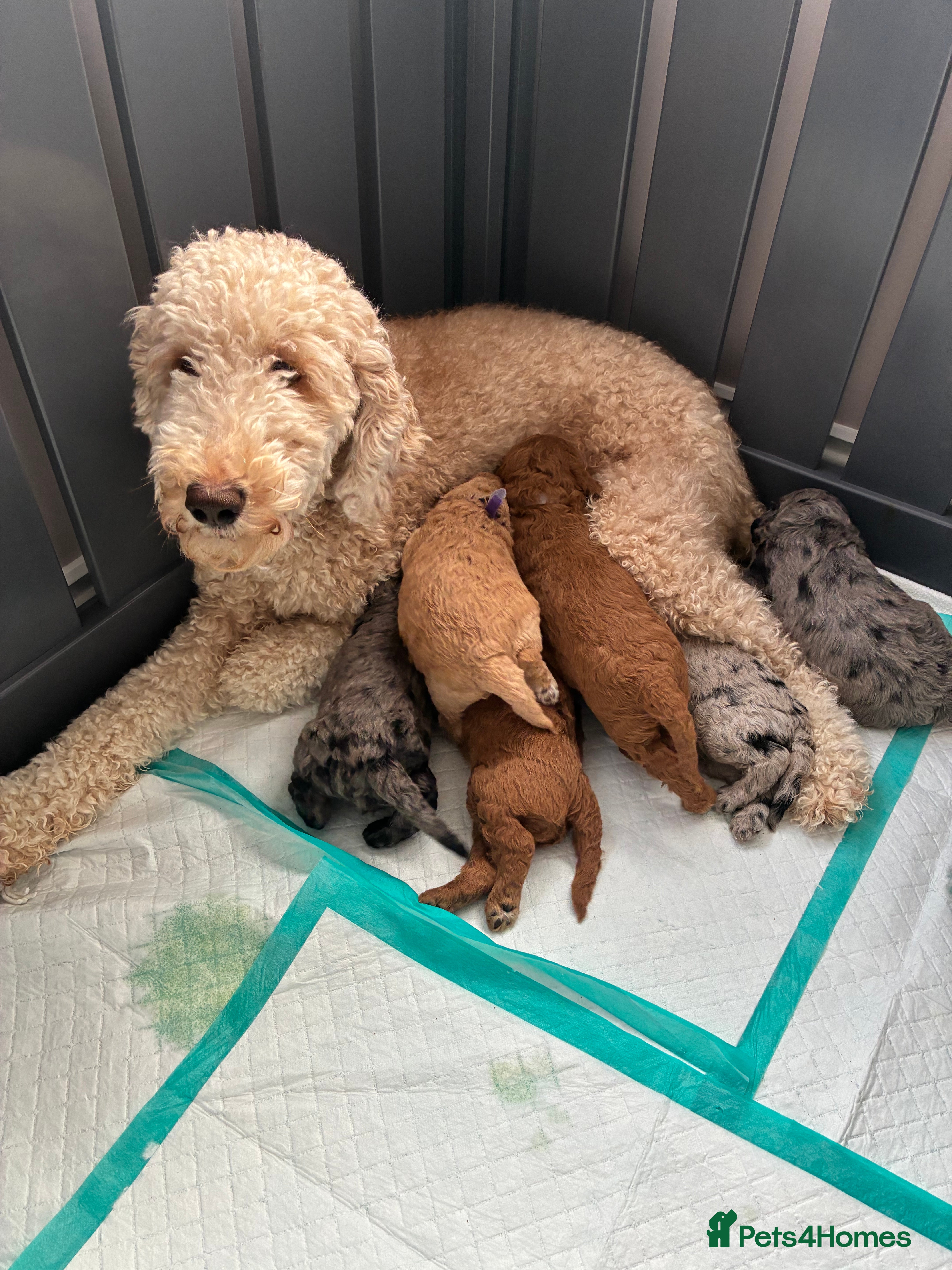 Mini Goldendoodle dogs Stunning Mini Goldendoodles - Advert 2