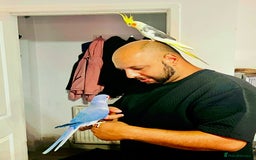 Ringnecks birds for sale: Violet ringneck / and green ringneck for sale  - Image 9