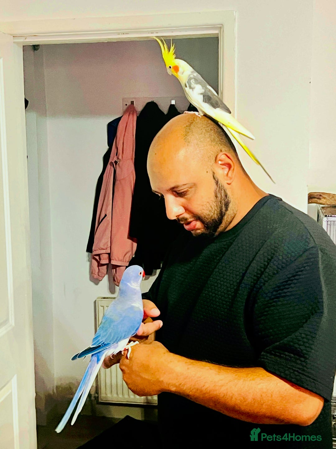 Ringnecks birds for sale: Violet ringneck / and green ringneck for sale  - Image 9