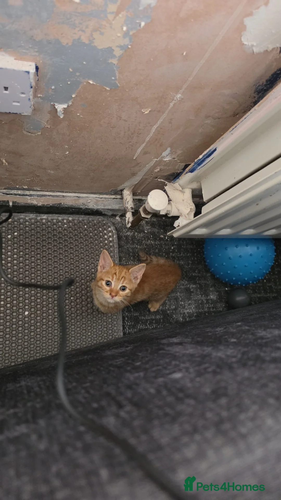 Mixed Breed cats for sale: 2 kittens for sale - Advert 3