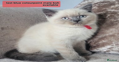 British Shorthair cats in Swansea - Advert 9