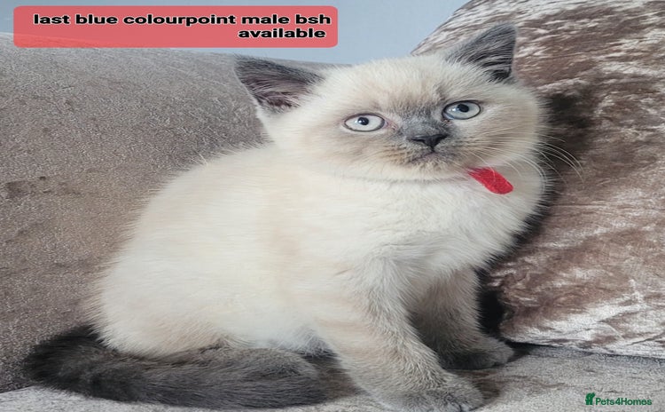 British Shorthair cats in Swansea - Advert 2