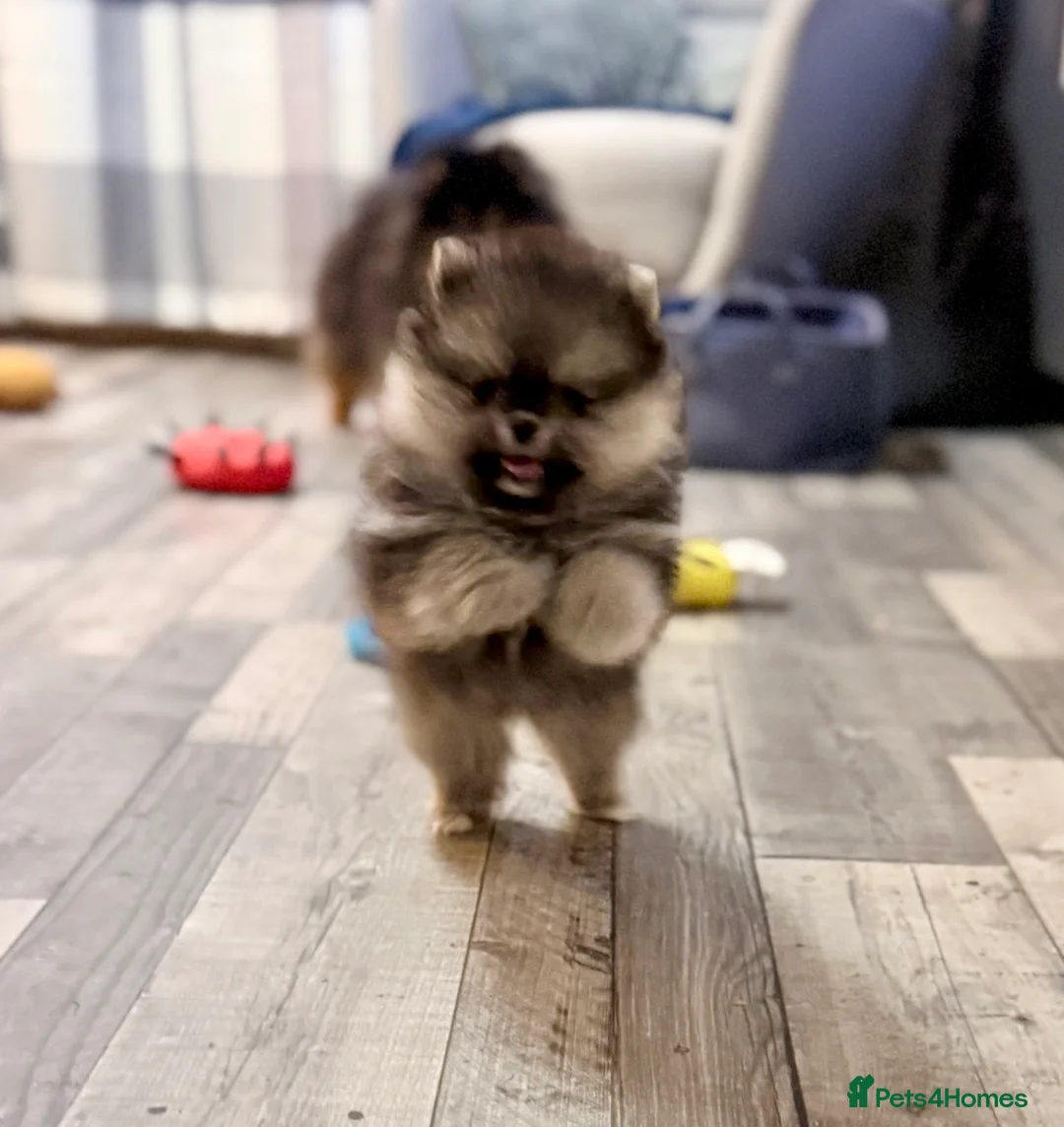 Pomeranian dogs for sale: Stuning Rare Colour Pomeranian Boy - Wolf Sable  - Advert 11