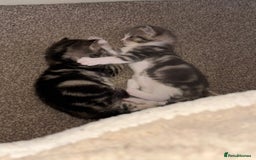 Domestic Shorthair cats for sale: 2 Male kittens - Image 2