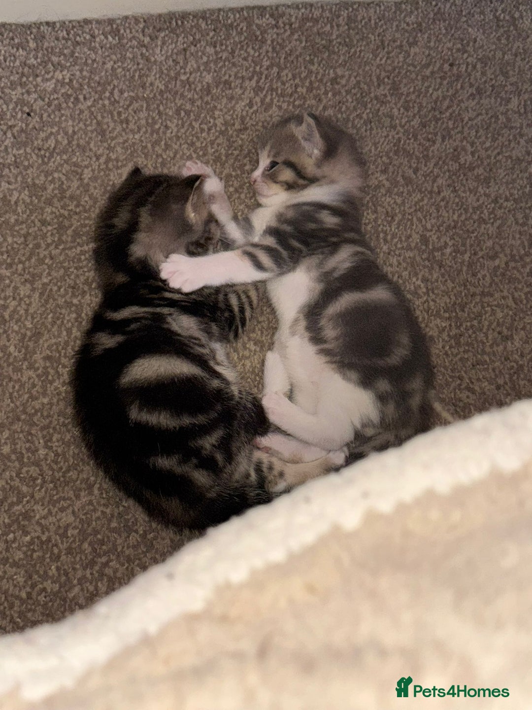 Domestic Shorthair cats for sale: 2 Male kittens - Image 2