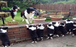 Border Collie dogs for sale: One stunning girl left quick ❤️❤️ - Image 4