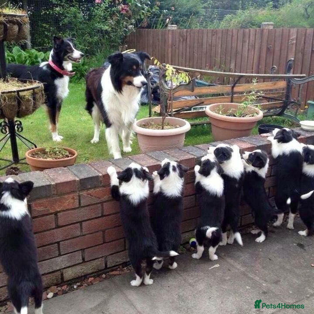 Border Collie dogs for sale: One stunning girl left quick ❤️❤️ - Image 4