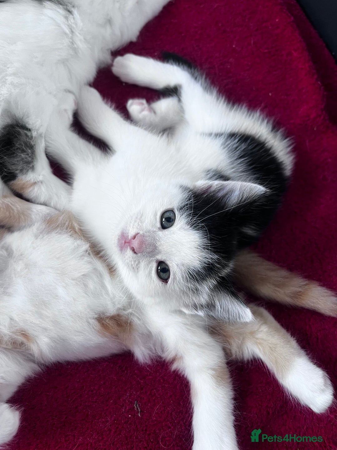 Mixed Breed cats for sale: Gorgeous Fluffy Kittens - Image 8